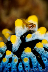 A goby found a new temporary home on a Phylidia picta nud... by Steve De Neef 